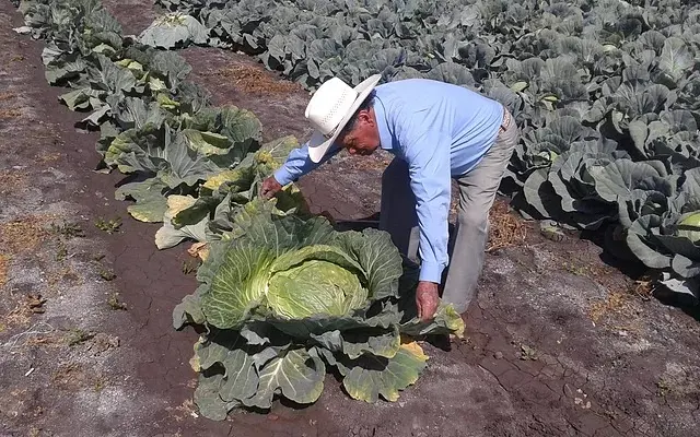 Verduras Gigantes